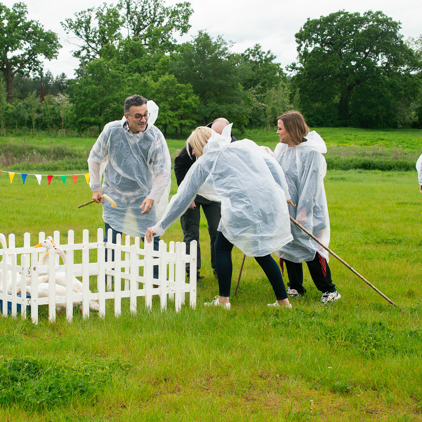 DuckHerding